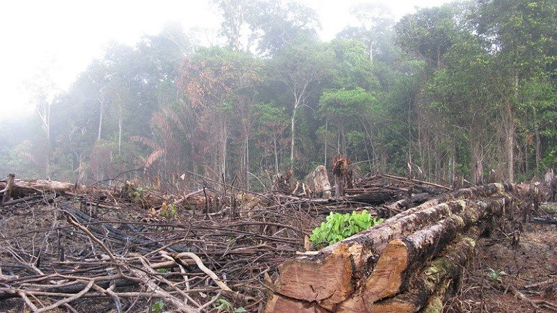 La deforestacion en el Amazonas se acerca a su punto de no retorno