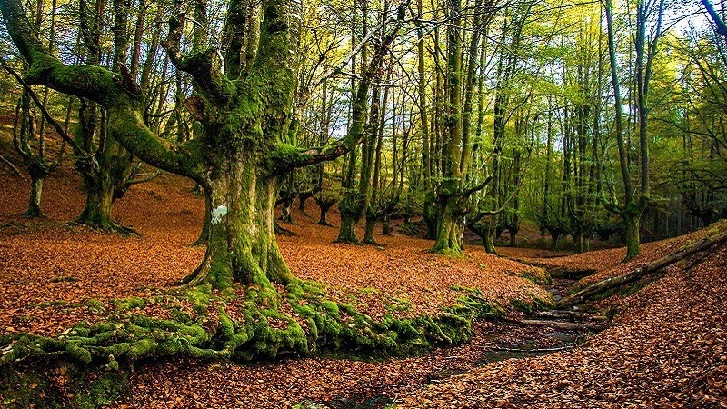 Hayedo de Otzarreta: el bosque encantado del País Vasco