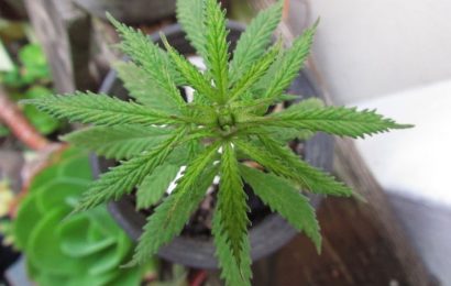 Consejos para tener un cultivo saludable de marihuana
