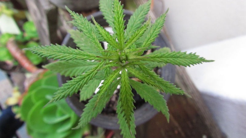 Cultivo saludable de marihuana