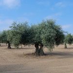 Variedades olivar resistentes al frío