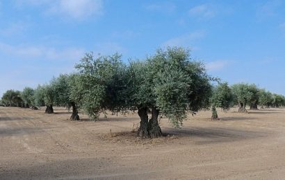 Variedades de olivar resistentes al frío
