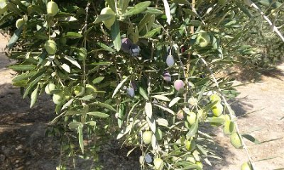 variedades de olivos en España