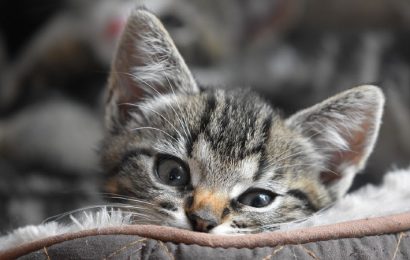 Club del Gato: el portal online para cuidar de tu mascota