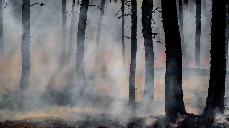 Cambio climático: tenemos que adaptar nuestros bosques frente a los incendios forestales