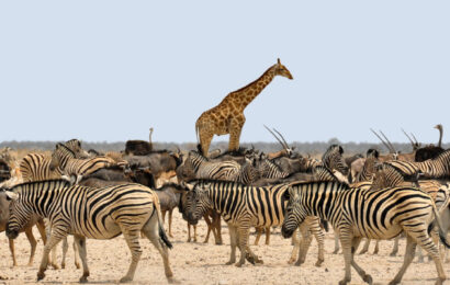 Safari