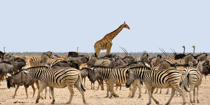 Safari