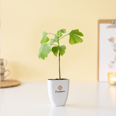 Tipos de macetas personalizadas y otros objetos para plantar una planta