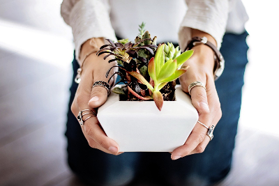 Ventajas de tener plantas en espacios interiores