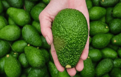 Chile y República Dominicana: dos orígenes clave para garantizar el aguacate todo el año Chile y República Dominicana: dos orígenes clave para garantizar el aguacate todo el año