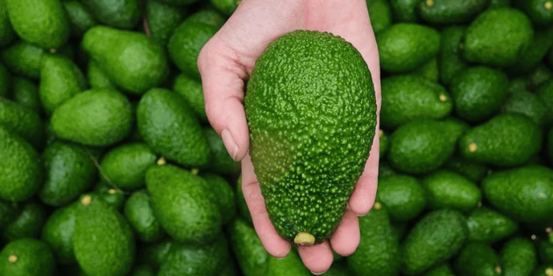 Aguacate