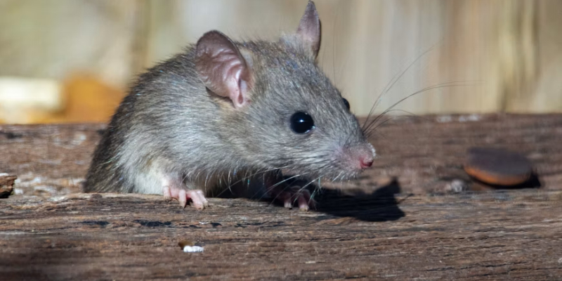 Rata